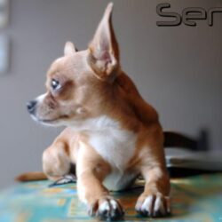 Dogs Senna Dogs Pets Chihuahua Wallpapers Pictures Free ~ Dogs For