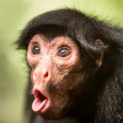 Wallpapers Chimpanzee, monkey, cute animals, funny, Animals