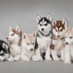 Puppies Wallpapers Free Desktop Group