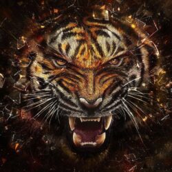 981 Tiger Wallpapers