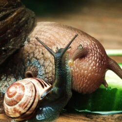 Giant African land snail and your common UK garden snail