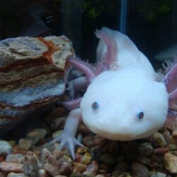 35+ Axolotl Wallpapers