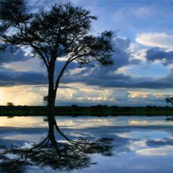 Lake: Africa Water Tanzania Blue Tree Landscape Lake Wallpapers