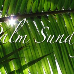 Palm Sunday HD Wallpapers and Image Download Free