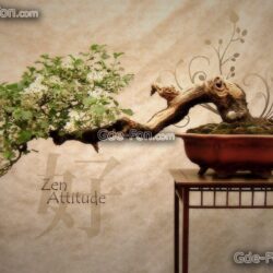 Download wallpapers Bonsai, Japan, tree, Flowers free desktop