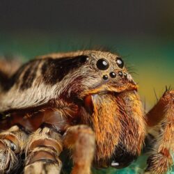 Tarantula Spider HD desktop wallpapers : High Definition
