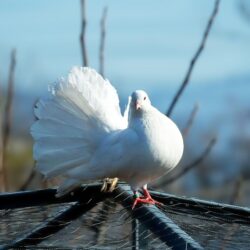 Beautiful White Pigeon Wallpapers to Download for Free