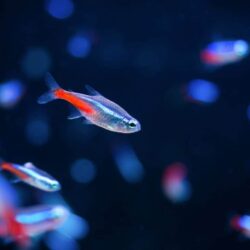 Freshwater Tetra Owners Guide