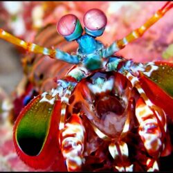 Mantis Shrimp HD Desktop Wallpapers