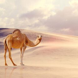 Desert Camel Wallpapers