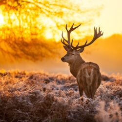 Free Deer Backgrounds