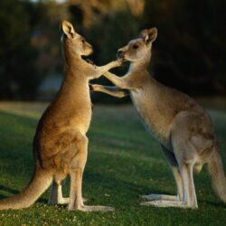 Animal Kangaroos wallpapers