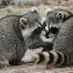 raccoons the pair fluffy HD wallpapers
