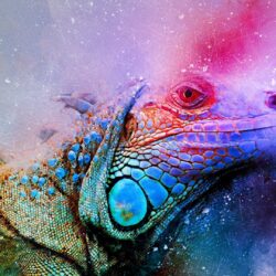 Download wallpapers iguana, reptile, art, colorful full hd