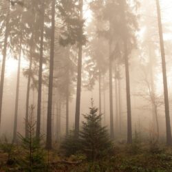 Foggy Forest Wallpapers HD