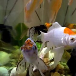 goldfish fish tank wallpapers hd for d full