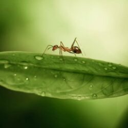 Ant Wallpapers 12