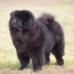 Chow Chow Wallpapers HD Download