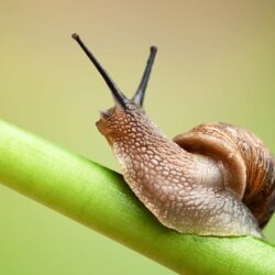 Snails wallpapers, Humor, HQ Snails pictures