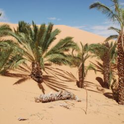 Trees nearly swallowed up by sand dunes in Chinguetti, Mauritania
