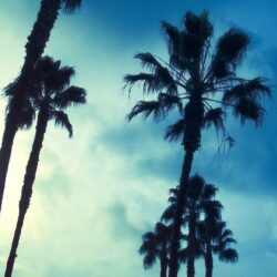 Palm Tree iPhone Wallpapers