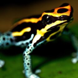 Colorful Frog HD Wallpapers