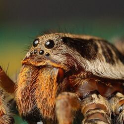 Magnificent tarantula