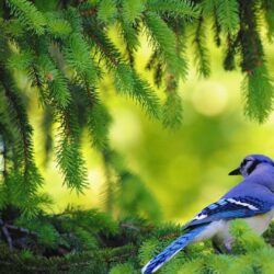 HD Blue Jay In The Pine Tree Wallpapers