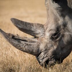 Shallow focus photography of black rhino HD wallpapers