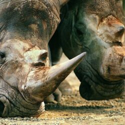 rhinoceros wallpapers