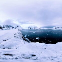 Penguins, Seals, and Krill: Antarctica’s fragile food chain