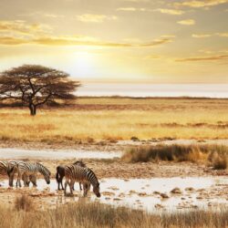 Namibia Safari Wallpapers