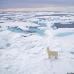 Desktop Wallpapers » Animals Backgrounds » Polar Bear, Svalbard