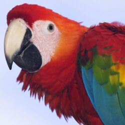 Profile of a Scarlet Macaw wallpapers