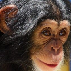 Animal Chimpanzee Baby Image