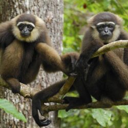 Animals Indonesia National Park gibbons wallpapers