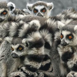 88 Lemur HD Wallpapers