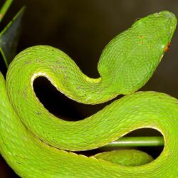 The World’s newest photos of trimeresurus and yellow