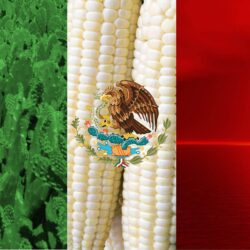A proper Mexican flag wallpapers : wallpapers