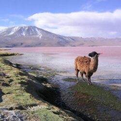 File:Llama en la laguna Colorada Potosí Bolivia