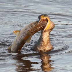 Wallpapers Animals Fish Birds cormorants Water hunt