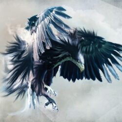 Eagle Computer Wallpapers, Desktop Backgrounds