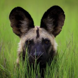7 African wild dog HD Wallpapers