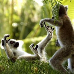 Ring Tailed Lemurs HD Wallpapers