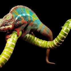 Chameleon Lizard Pictures