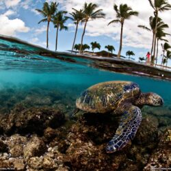 Green Sea Turtle Photo, Hawaii Wallpapers – National Geographic