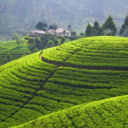 Wallpapers Tea plantation, 5k, 4k wallpaper, Hills, trees, green