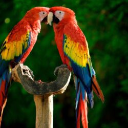 Scarlet macaw HD Wallpapers