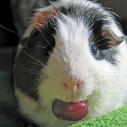 guinea pigs wallpapers hd