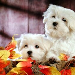 HD wallpapers Cute White Puppy HD Wallpapers White Puppies Wallpapers